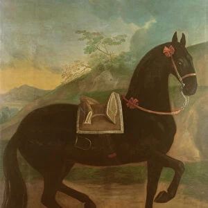 A Black Horse sporting a Spanish Saddle
