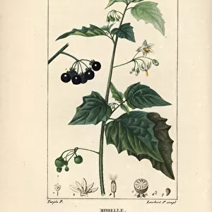 Black nightshade, dog killer or wolf grape - Black nightshade, Solanum nigrum. Handcoloured stipple copperplate engraving by Lambert Junior from a drawing by Pierre Jean-Francois Turpin from Chaumeton