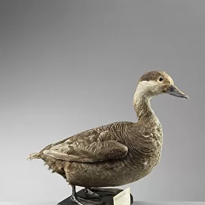 Ducks Collection: Ferruginous Duck