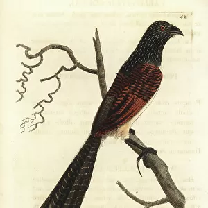 Cuckoos Collection: Black Throated Coucal