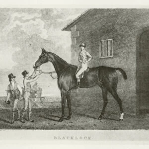 Blacklock, foaled 1814 (b / w photo)