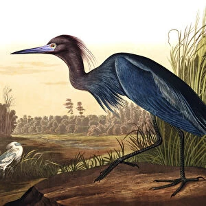 Blue Crane or Heron, Ardea Coerulea, from "The Birds of America"by John J