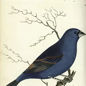 Cardinals And Grosbeaks Collection: Blue Grosbeak