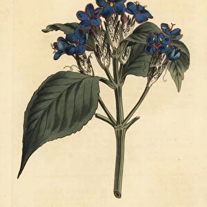Blue sage, Eranthemum pulchellum (Blue-flowered justicia, Justicia nervosa)