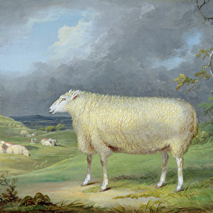 A Border Leicester Ewe (oil on canvas)