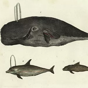 Balaenidae Collection: Bowhead Whale