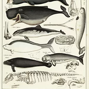 Bowhead whale, Balaena mysticetus, sperm whale, Physeter macrocephalus, short-beaked dolphin, Delphinus delphis, extinct Steller's sea cow, Hydrodamalis gigas, West Indian manatee, Trichechus manatus, and narwhal, Monodon monoceros