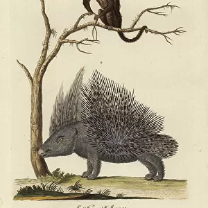 Erethizontidae Collection: Brazilian Porcupine