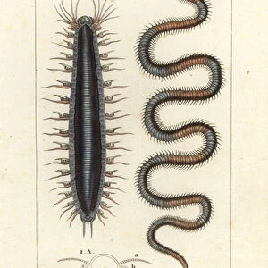 Bristle worms or polychaetes