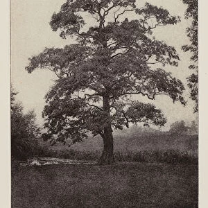 British Trees: Alder, Bentley, Suffolk (b / w photo)