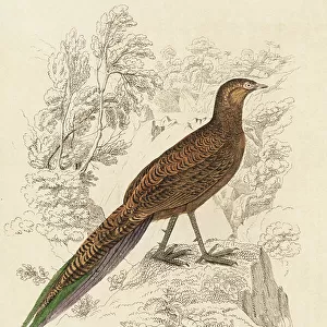 Phasianidae Collection: Bronze Tailed Peacock Pheasant