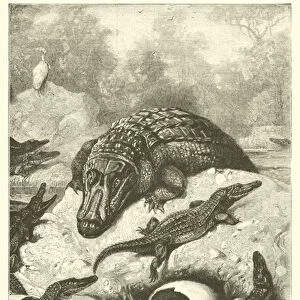 A Brood of Alligators Hatching (engraving)