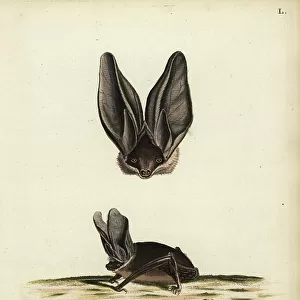 Vespertilionidae Collection: Big Brown Bat