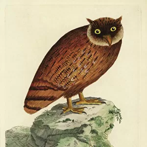 Owls Collection: Brown Fish Owl