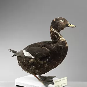Ducks Collection: Common Scoter