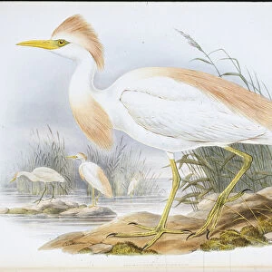 Buff-backed Heron (Bubulcus Rassatus) (hand-coloured litho)
