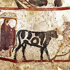 A bull leads on the altar of the sacrifice Lucanian fresco from the 4th century BC