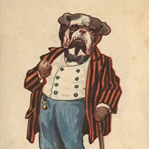 Bulldog dressed as a gentleman (colour litho)