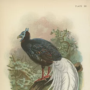Phasianidae Collection: Bulwers Pheasant