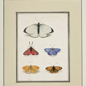 Butterflies, c. 1755-65 (w/c on paper)