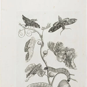 Butterflies, Caterpillars and Plant, 1705-71 (etching & engraving)