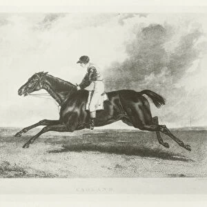 Cadland, foaled 1825 (b / w photo)
