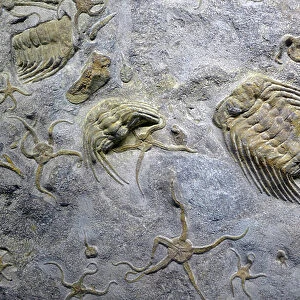 Cambrian trilobite fossils, Erfoud (Morocco) (object)