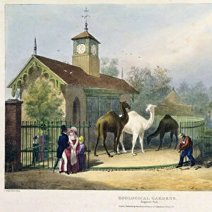 The Camel House at the Zoological Gardens, Regents Park, engraved and pub