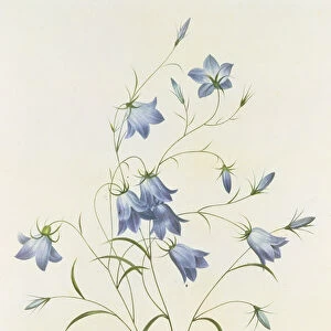 Campanula, engraved by Victor, from Choix des Plus Belles Fleurs
