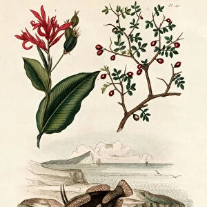Canna, 1833-39 (coloured engraving)