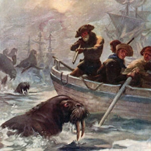 Captain Cooks crew shooting walruses for food (colour litho)