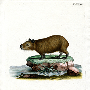 Capybara (coloured engraving)