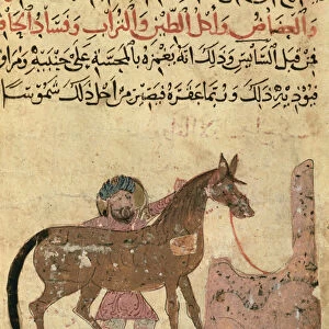 Caring for the horse, illustration from the Book of Farriery by Ahmed ibn