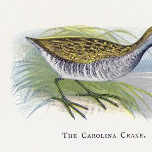 The Carolina Crake (chromolitho)