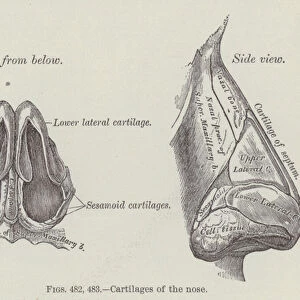 Cartilages of the nose (engraving)