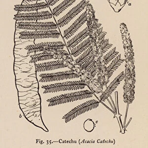 Catechu, Acacia Catechu (litho)