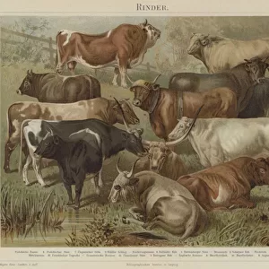 Cattle (colour litho)