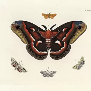 Butterfly Art Prints: Cecropia Moth