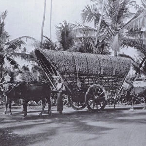 The Ceylon Mode of Transport, Double Bullock Cart (b / w photo)