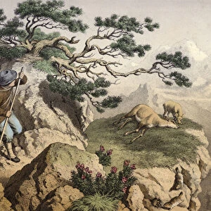 Chamois hunters of the Alps, one carrying an Ibex, a chamois lying dead, near it a fawn, in the foreground some marmots (chromolitho)