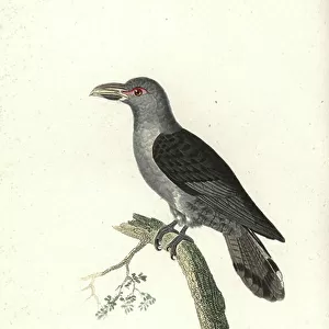 Cuckoos Collection: Channel Billed Cuckoo