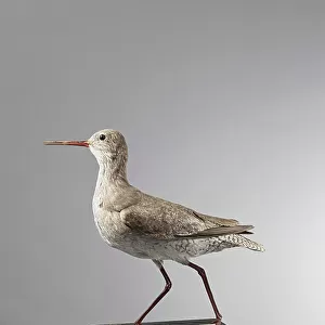 Sandpipers Collection: Common Redshank