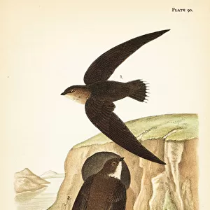 Swifts Collection: Chimney Swift
