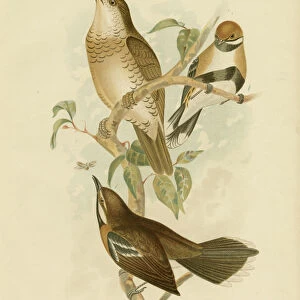 Quail Thrushes Collection: Related Images