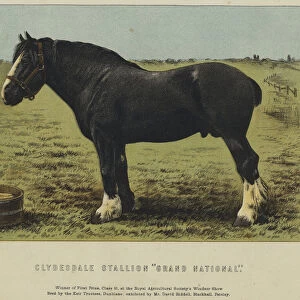 Clydesdale Stallion "Grand National"(colour litho)