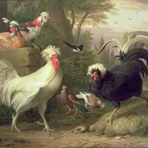 Cockerels and Pigeons