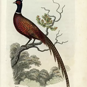 Phasianidae Collection: Copper Pheasant