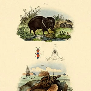 Collared Peccary, 1833-39 (coloured engraving)