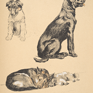 Collie, Retriever, Alstian and Keeshund Puppy, 1930, Illustrations from his Sketch Book