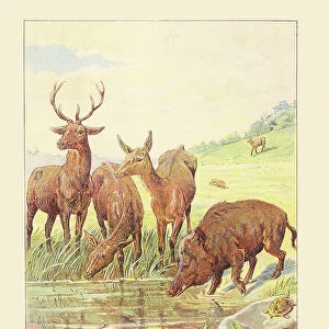 Color page with Deer Deer Wild Boar Rabbit Turtle Frogs, 1901 (illustration)